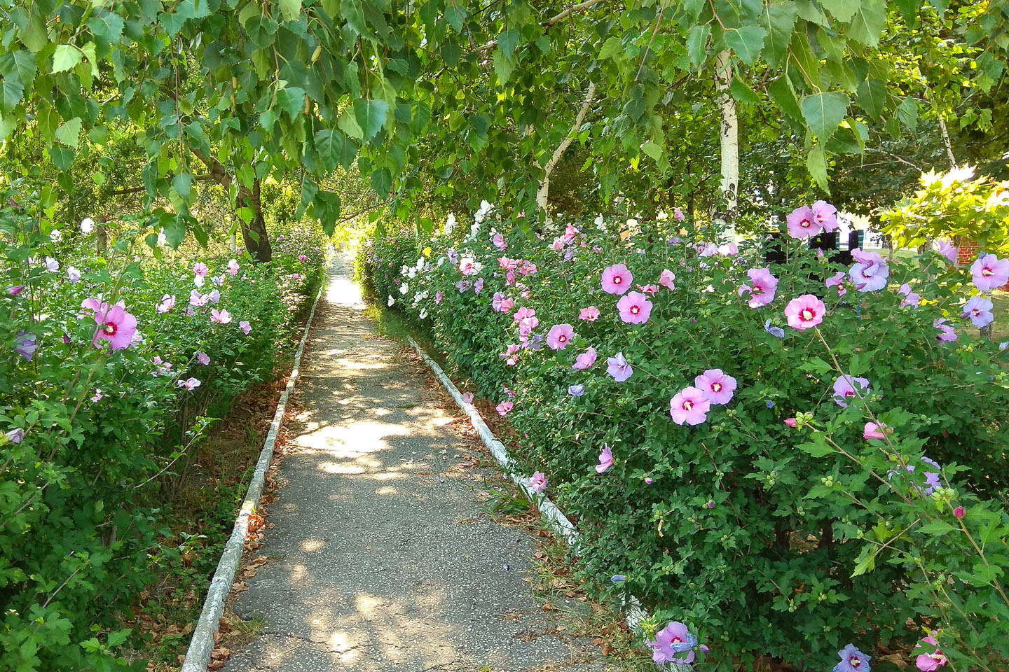 Rose of Sharon hedge on both sides of a sidewalk