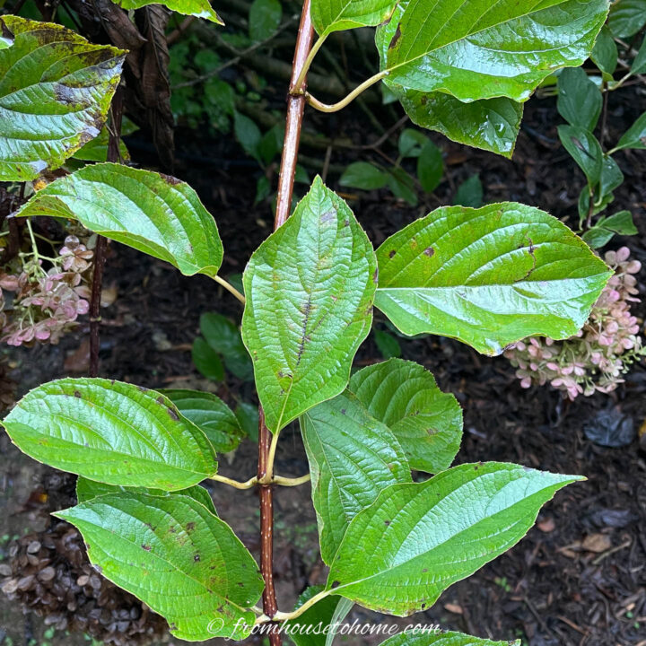 Hydrangea paniculata leaves