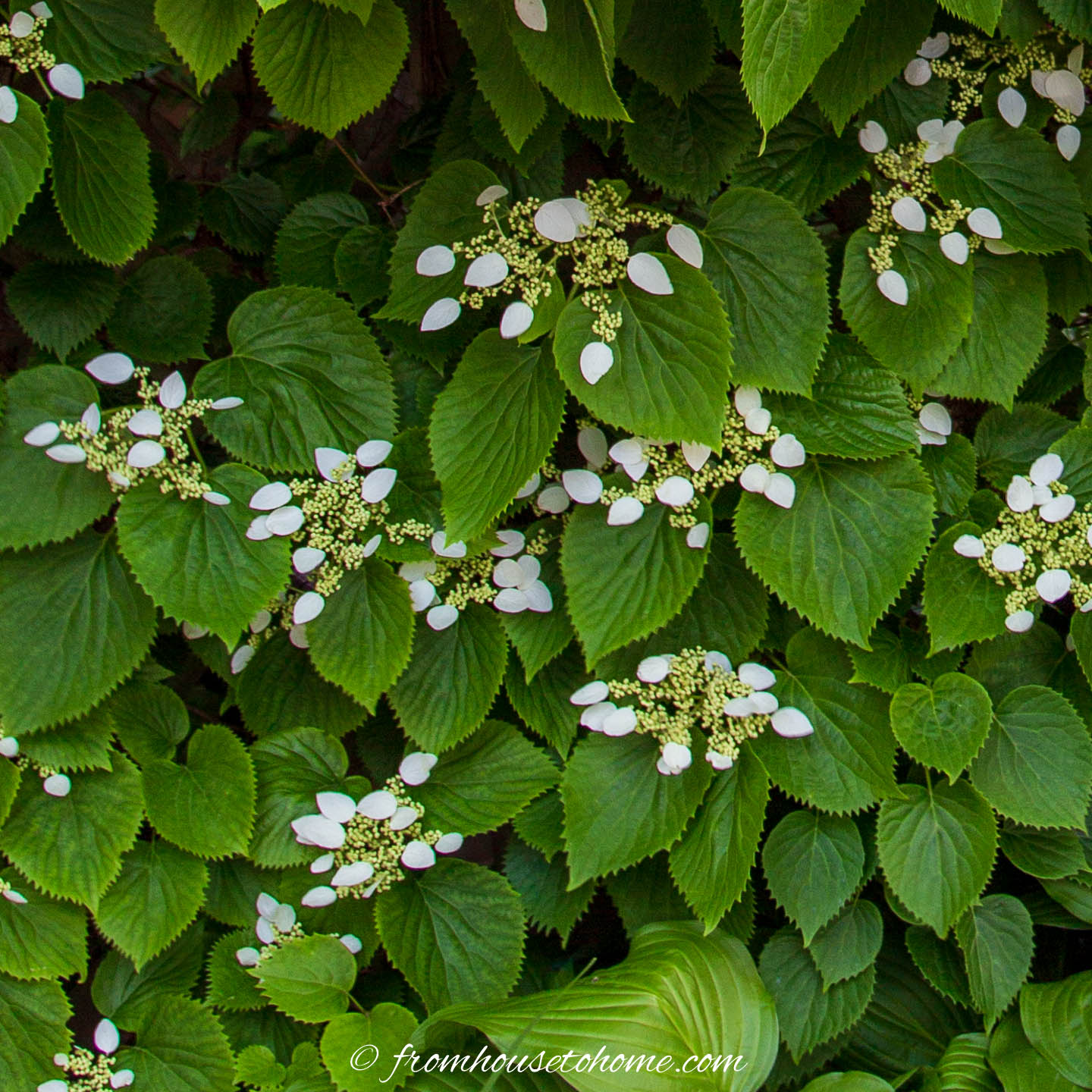 Hydrangea petiolaris flowers and leaves