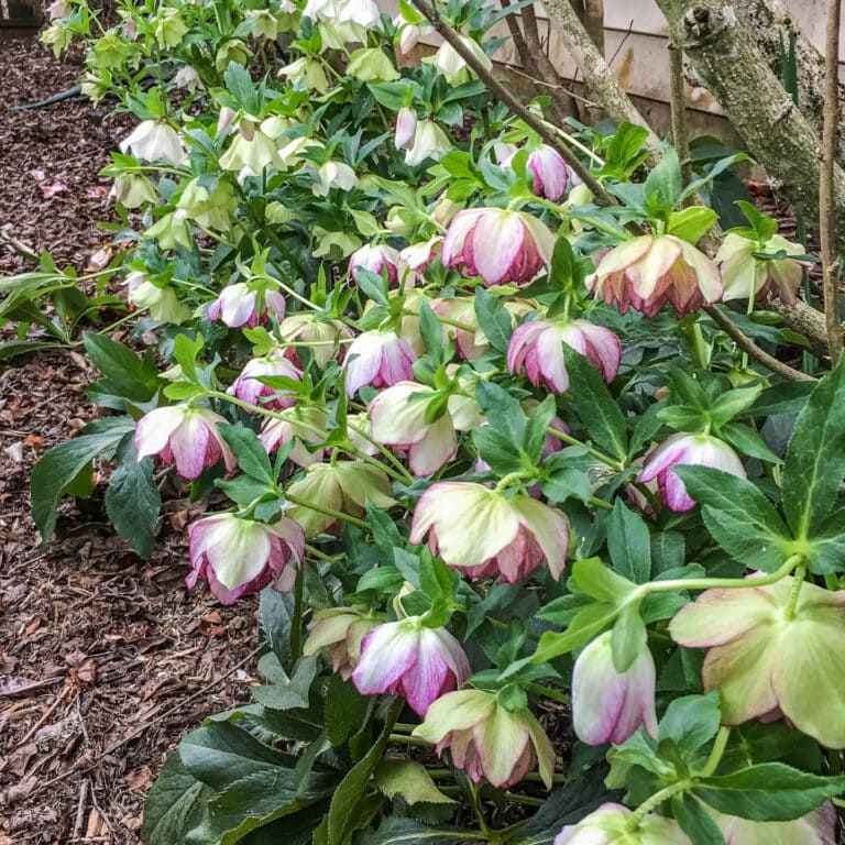 Lenten Rose Care And Planting Guide (How to Grow Hellebores)