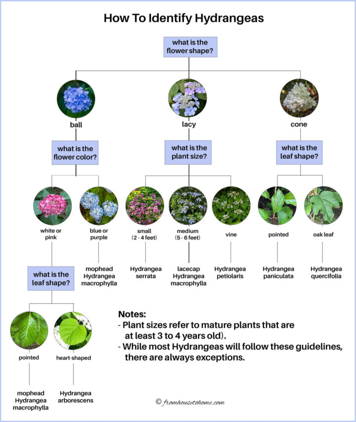 Hydrangea identification chart