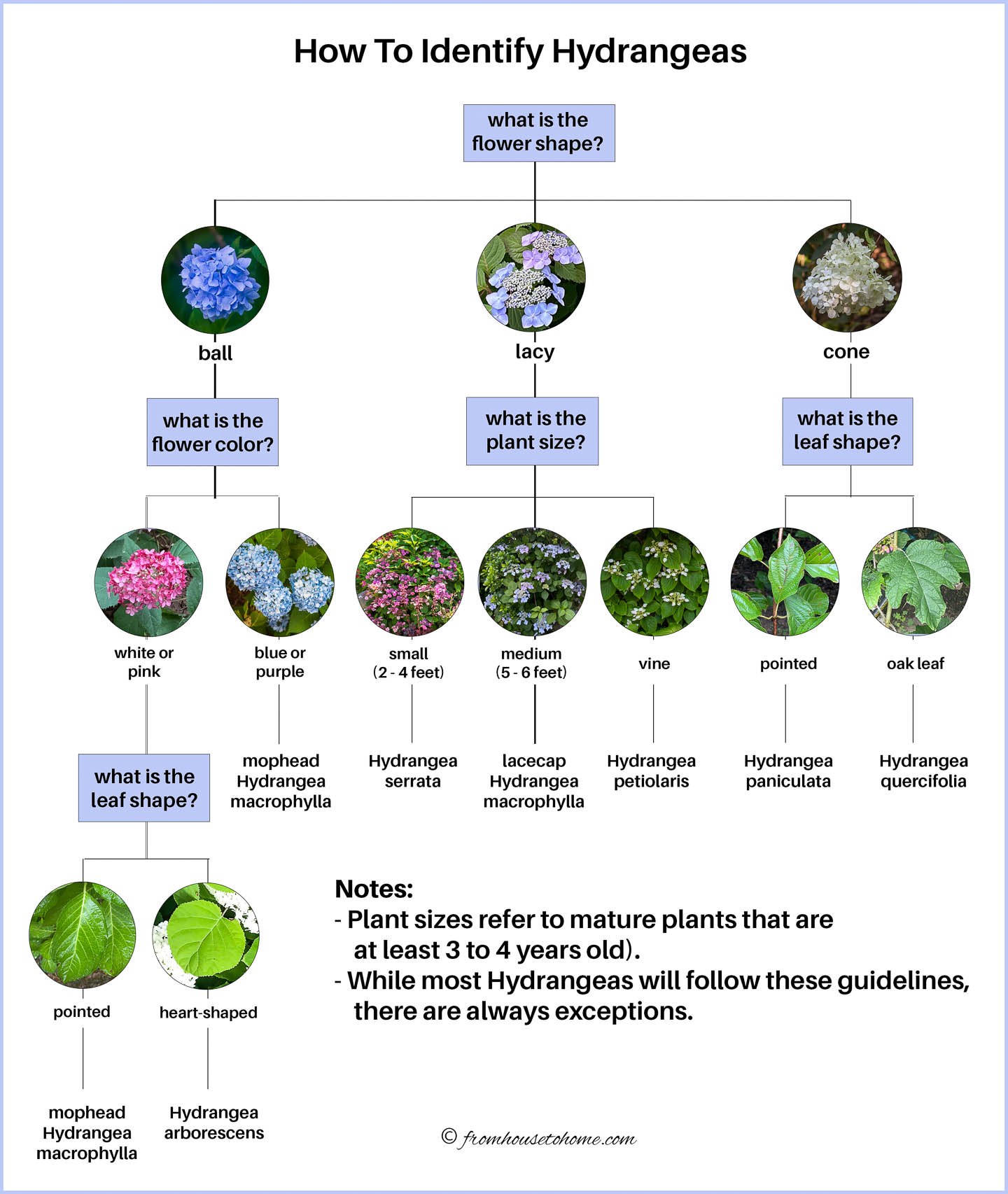 Decision tree for identifying different types of Hydrangeas