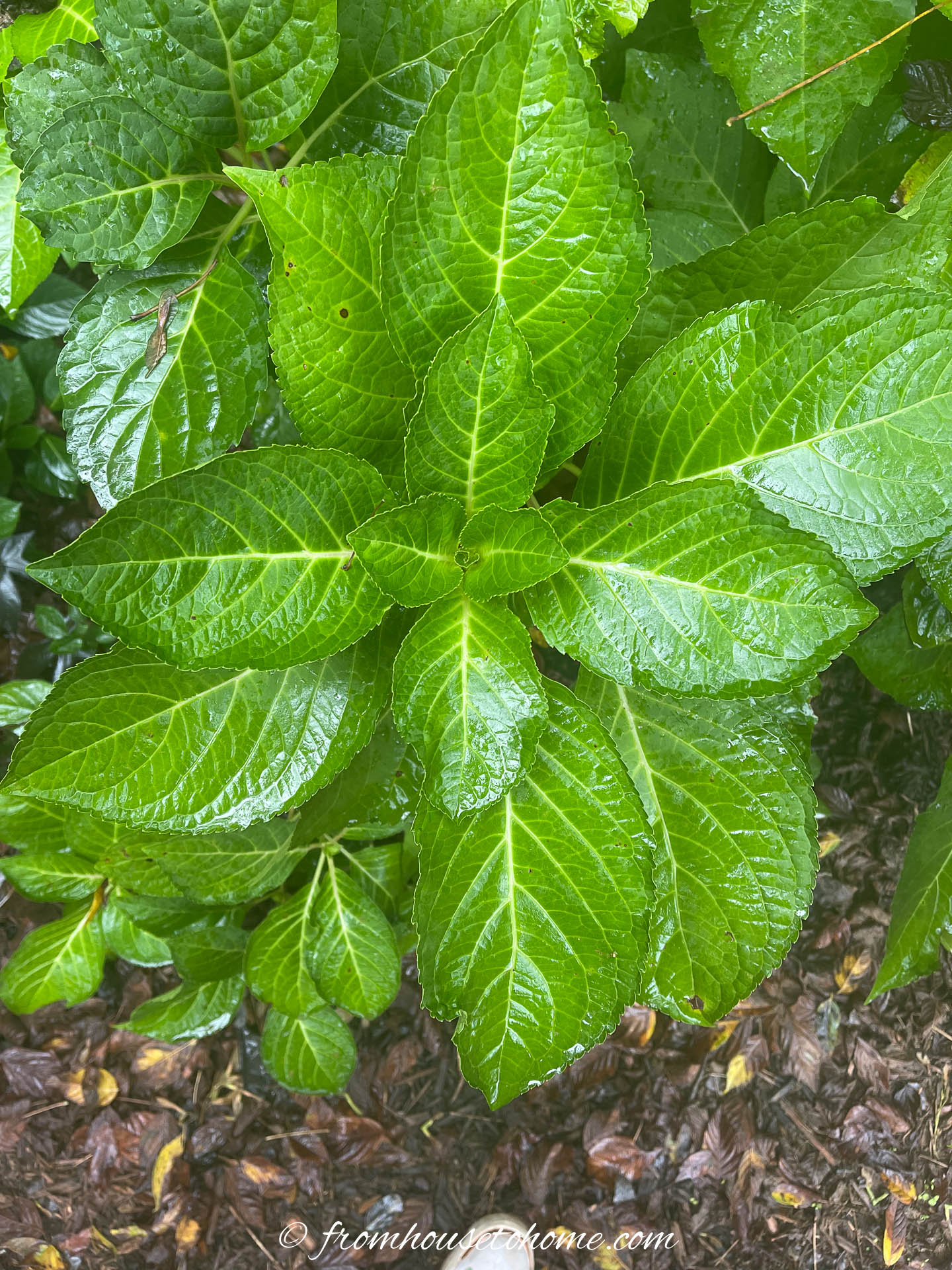 big leaf hydrangea leaves