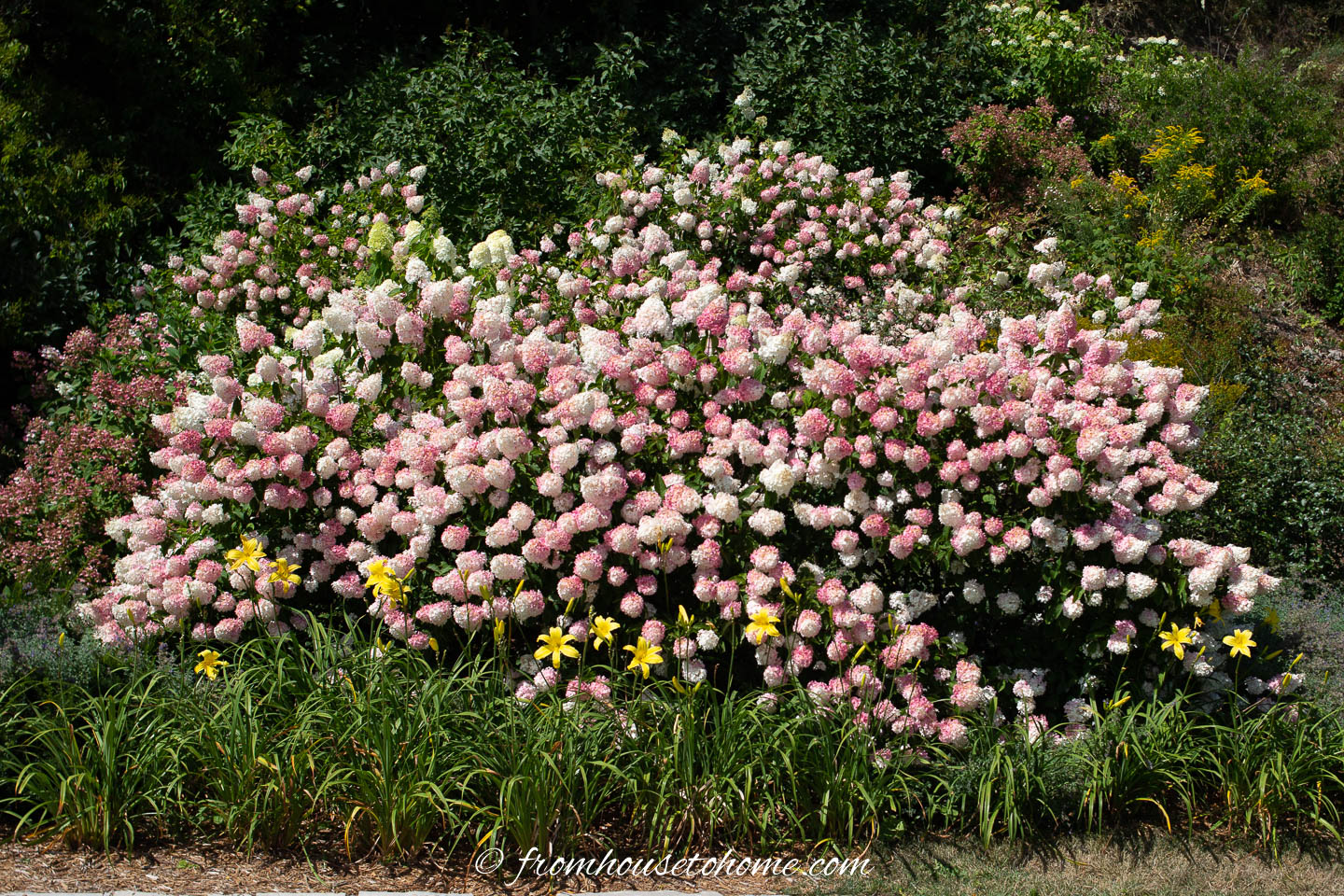 Hydrangea paniculata bush with pink and white flowers