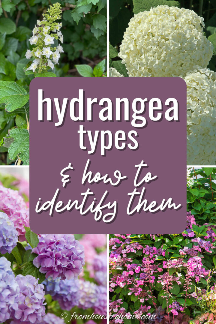 hydrangea types and how to identify them