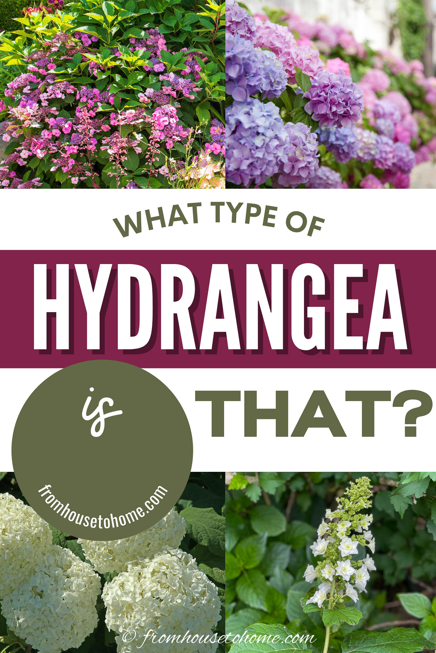 types of Hydrangeas (and how to identify them)