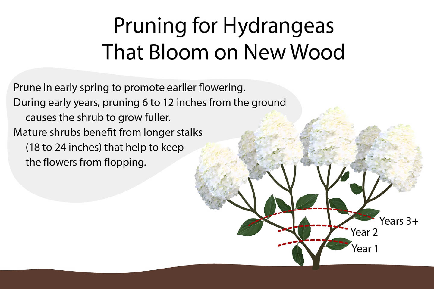 Diagram of pruning hydrangeas that bloom on new wood