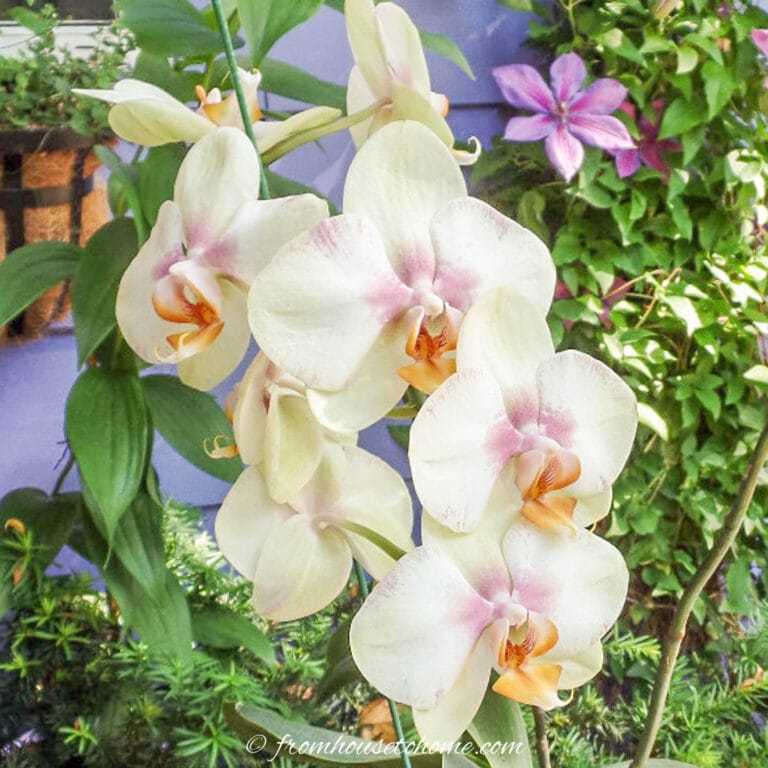 Orchid Care: 7 Surprising Things You Didn’t Know About Growing Phalaenopsis orchids