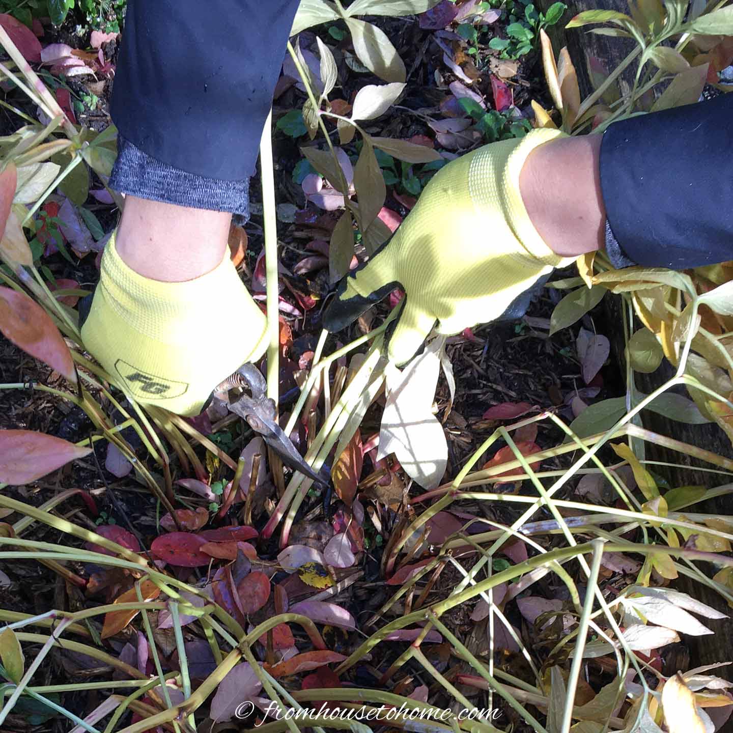 Fall Garden Cleanup Checklist: How To Winterize Your Garden