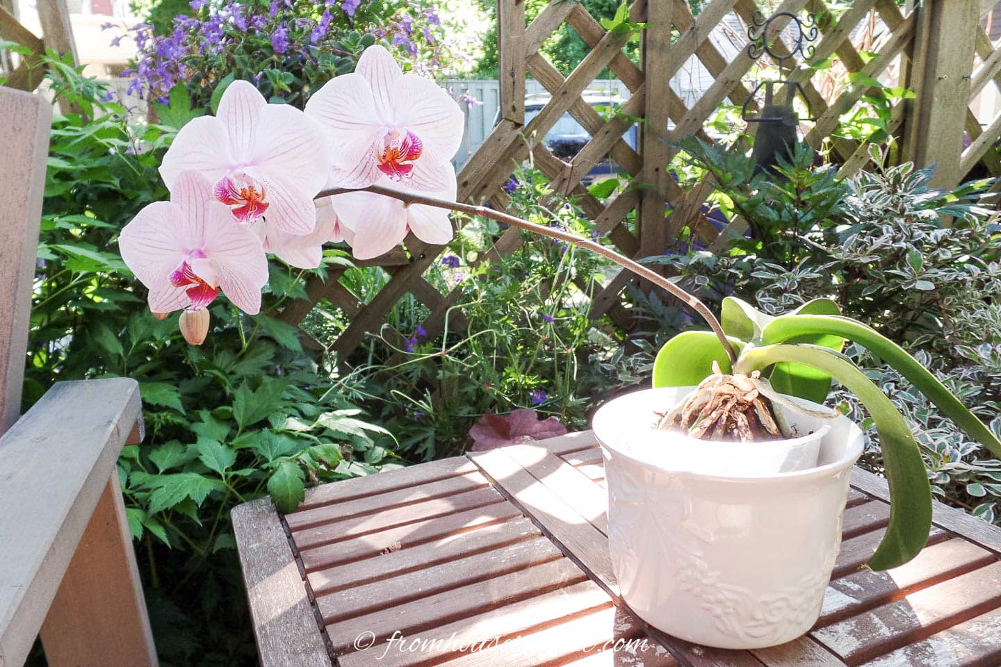 Phalaenopsis orchid growing in a pot on a patio table outside