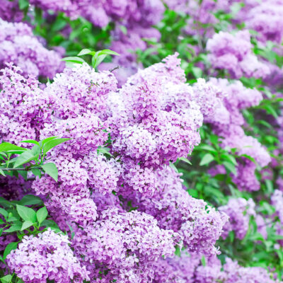 lilac bushes blooming