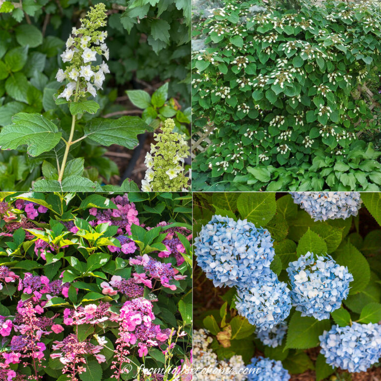 Types Of Hydrangeas (and How To Identify Them)