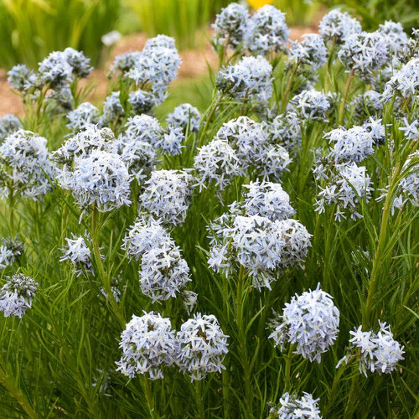 Amsonia 'Blue String' flowers