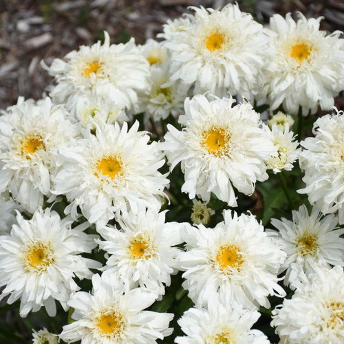 Leucanthemum superbum Amazing Daisies 'Marshmallow'