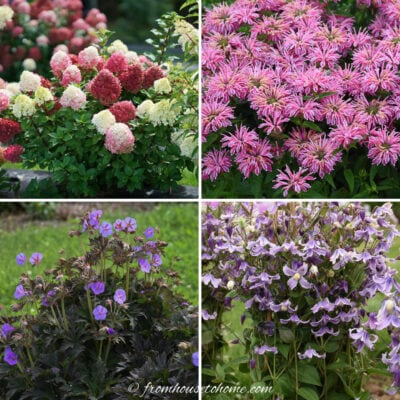 new plants for 2022 - hydrangea, bee balm, hardy geranium and bush clematis