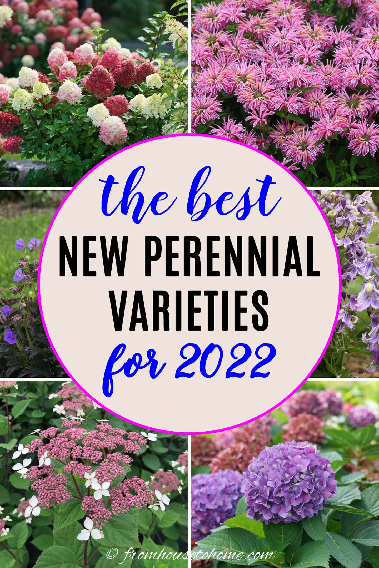 the best new perennials varieties for 2022
