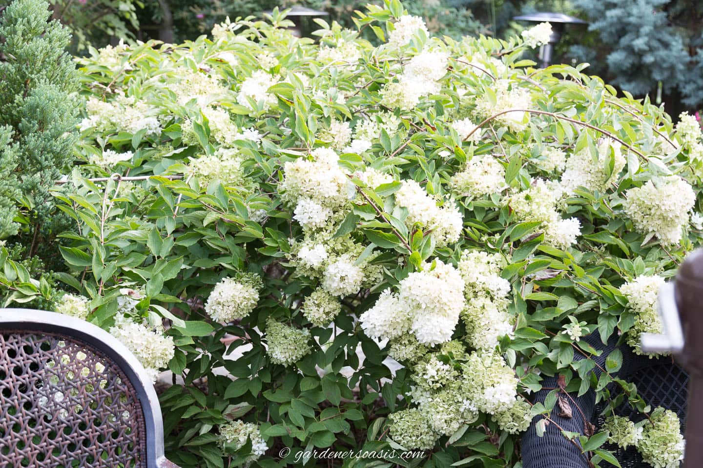 Hydrangea paniculata 'Pee Gee' covered in blooms