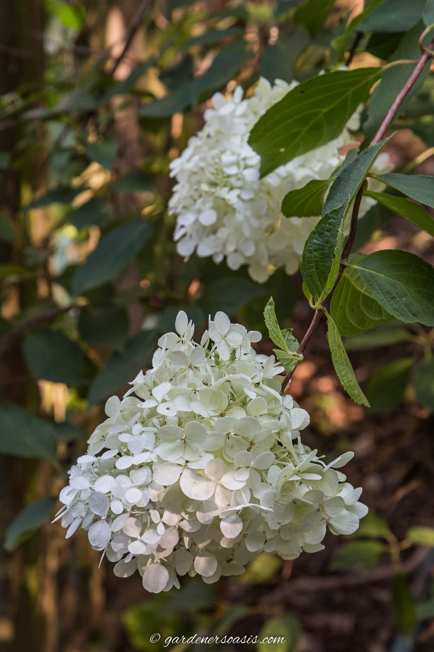 Hydrangea paniculata "Pee Gee" during the "white" stage of flowering