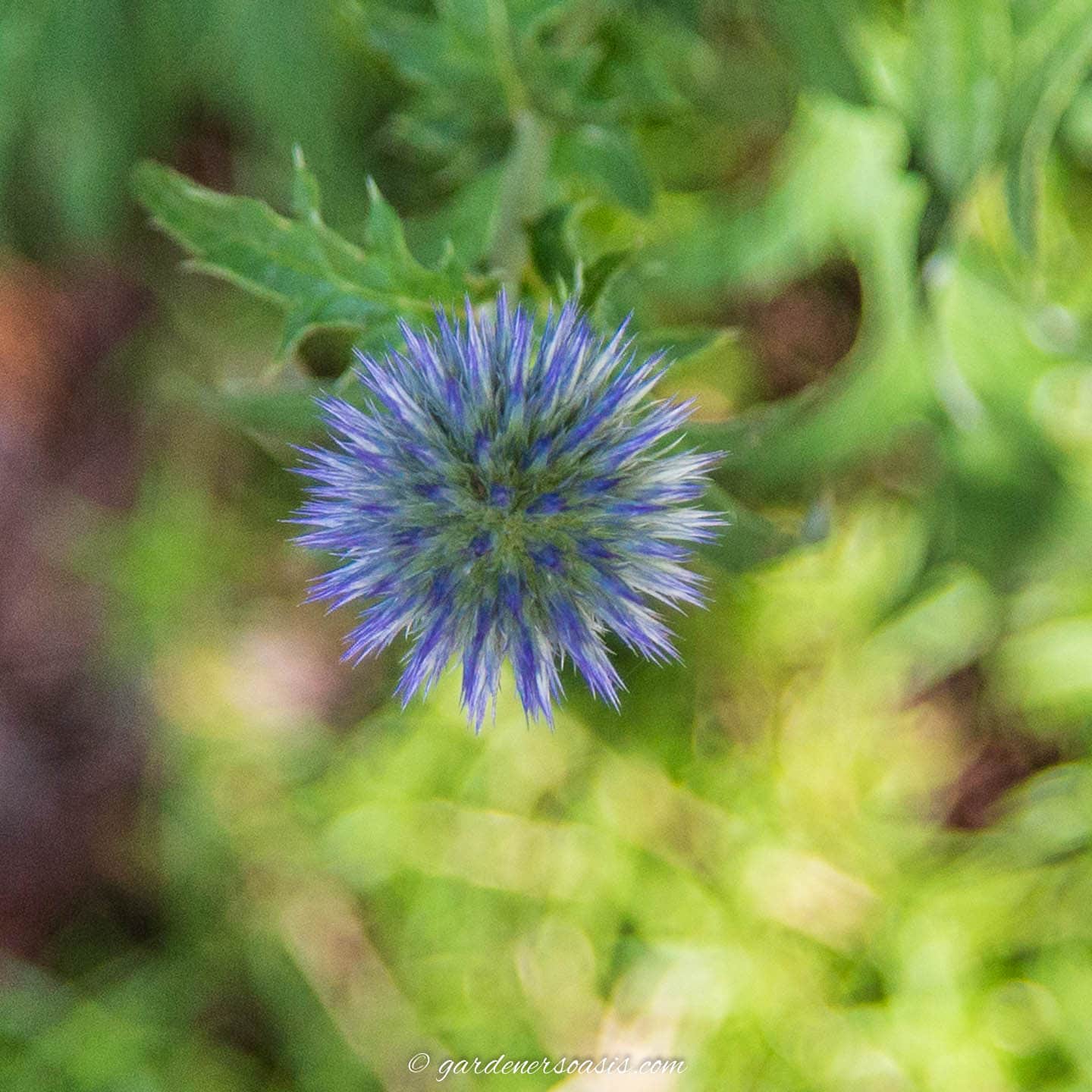 blue globe thistle flower
