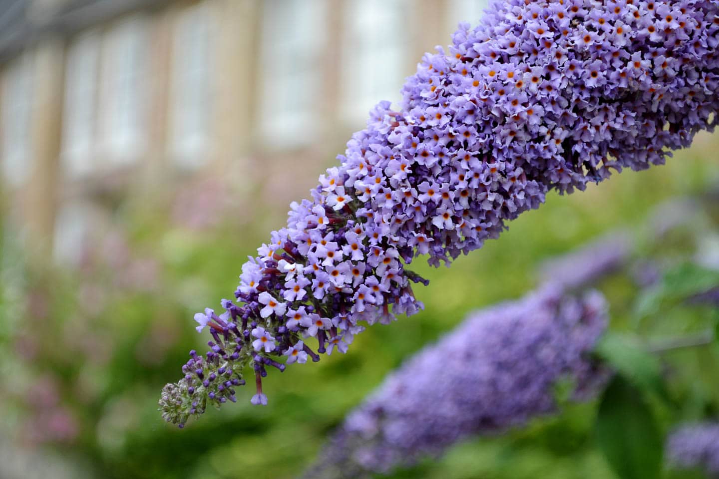 close up of butterfly bush flowers