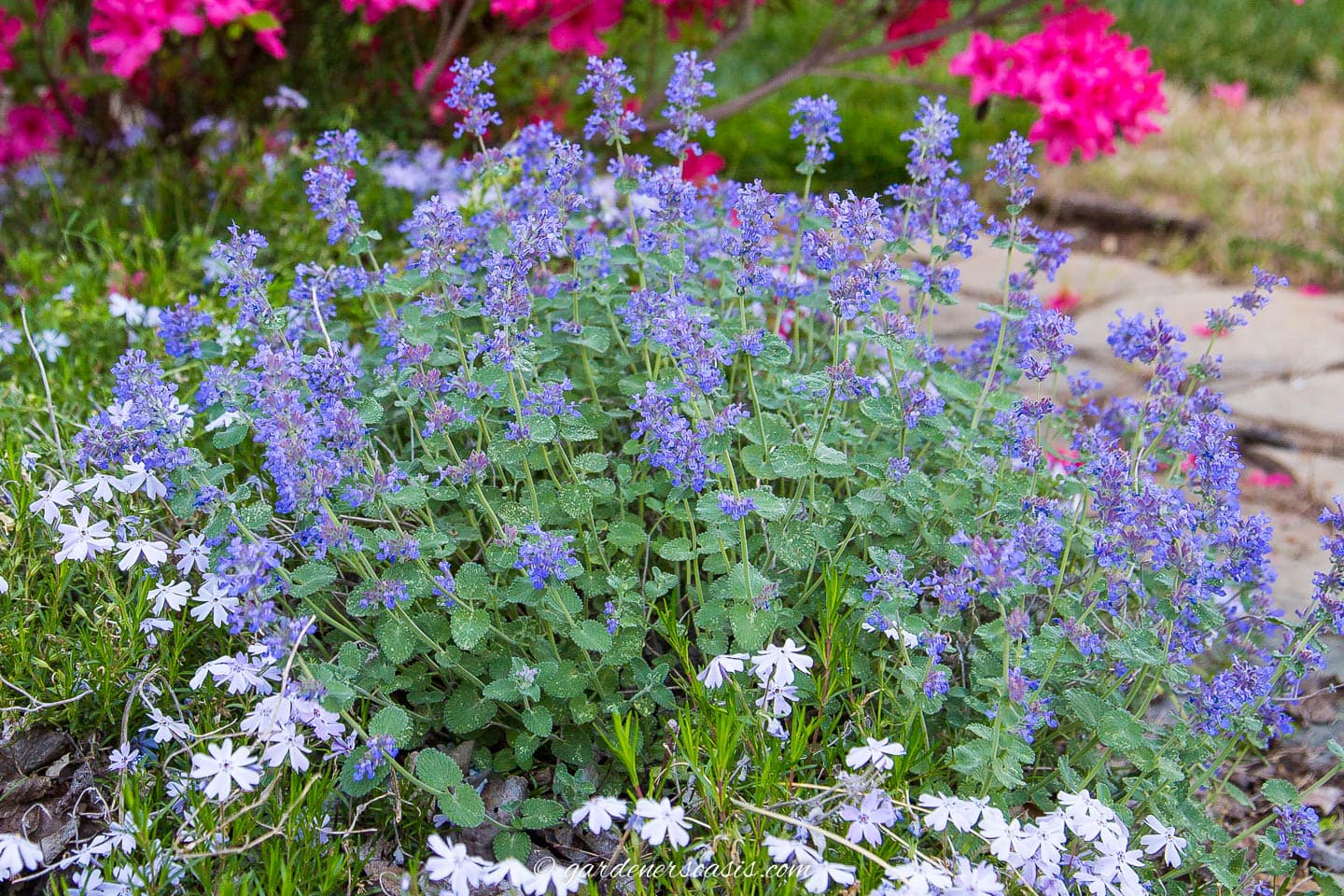 blue catmint flowers in the garden