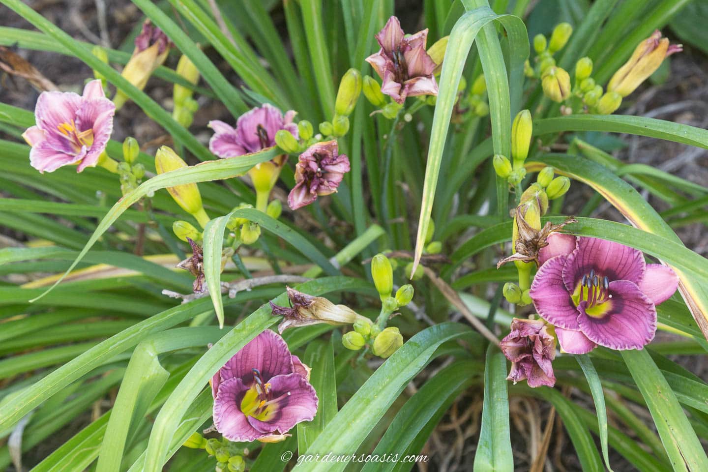 Purple Daylily (Hemerocallis) in the garden