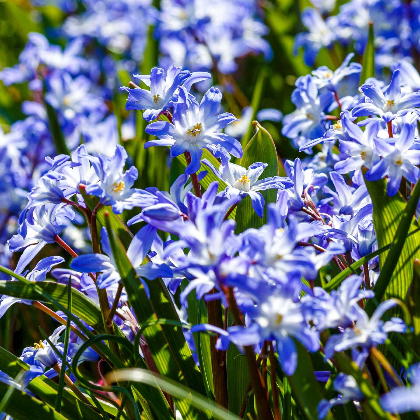 blue glory of the snow (Chionodoxa) flowers