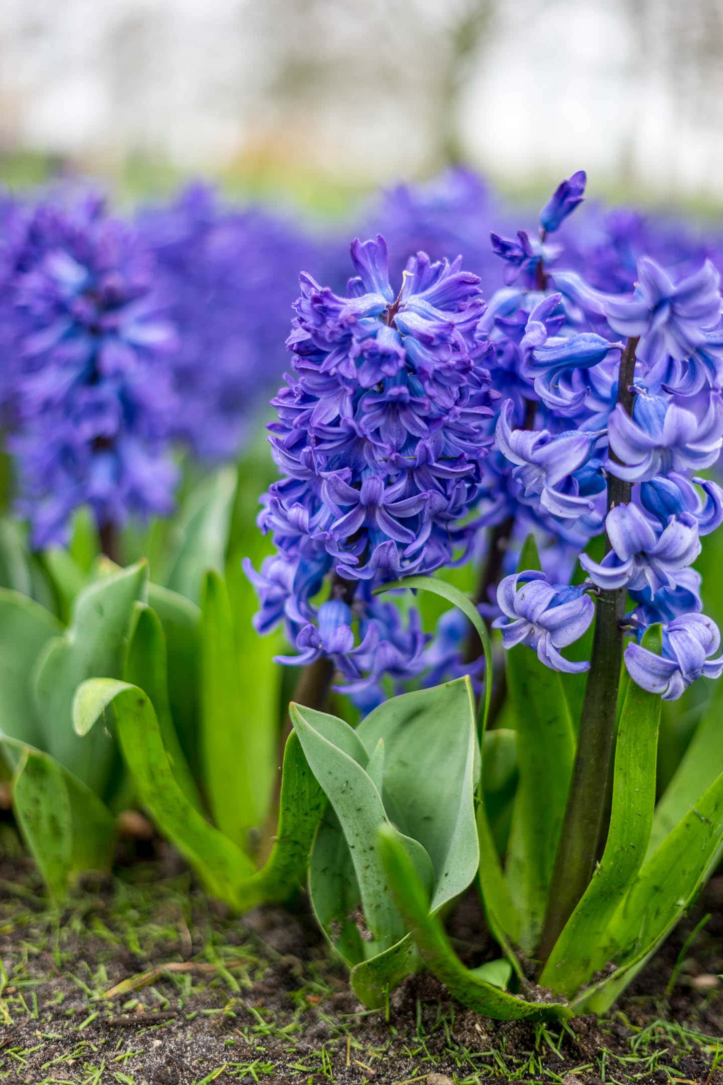 Hyacinth 'Delft Blue' flowers