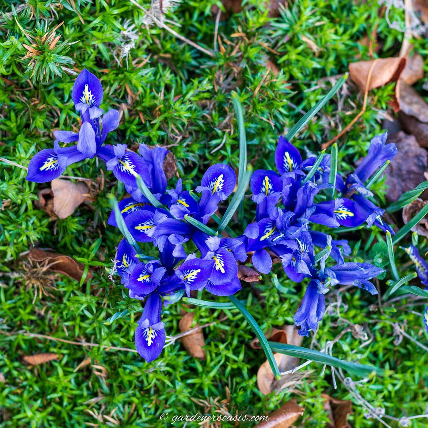 iris reticulata blue flowers