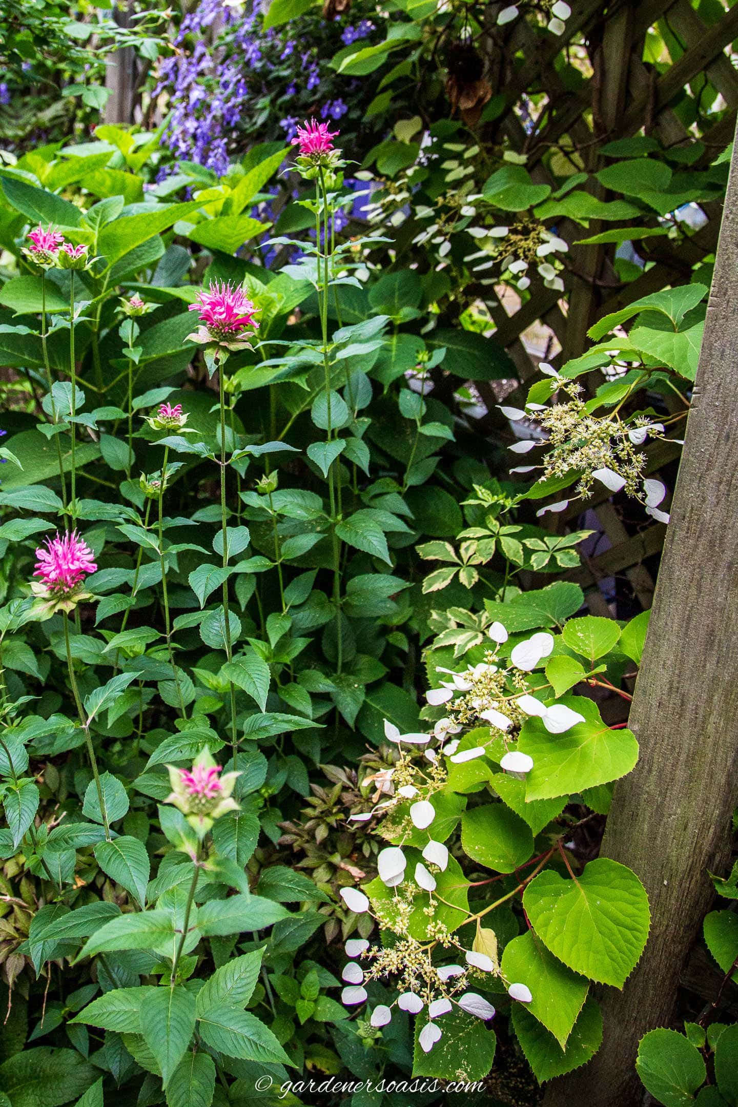 Japanese climbing Hydrangea in a garden with bee balm and Clematis