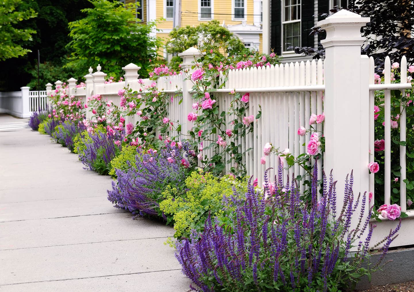 white picket fence with roses and salvia growing around it