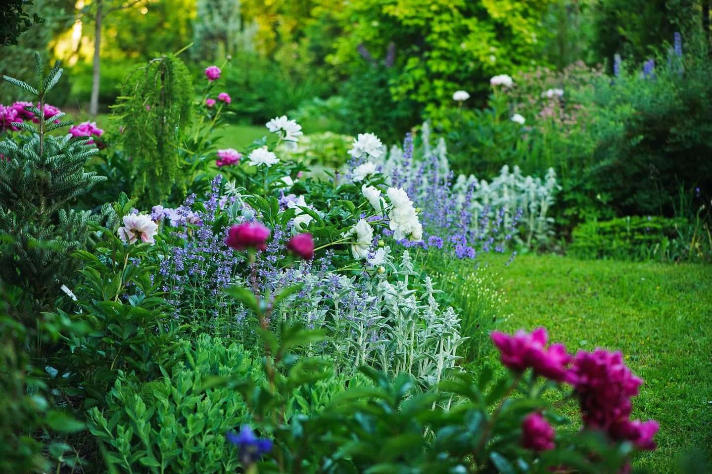 modern cottage garden border with blue, white and pink flowers