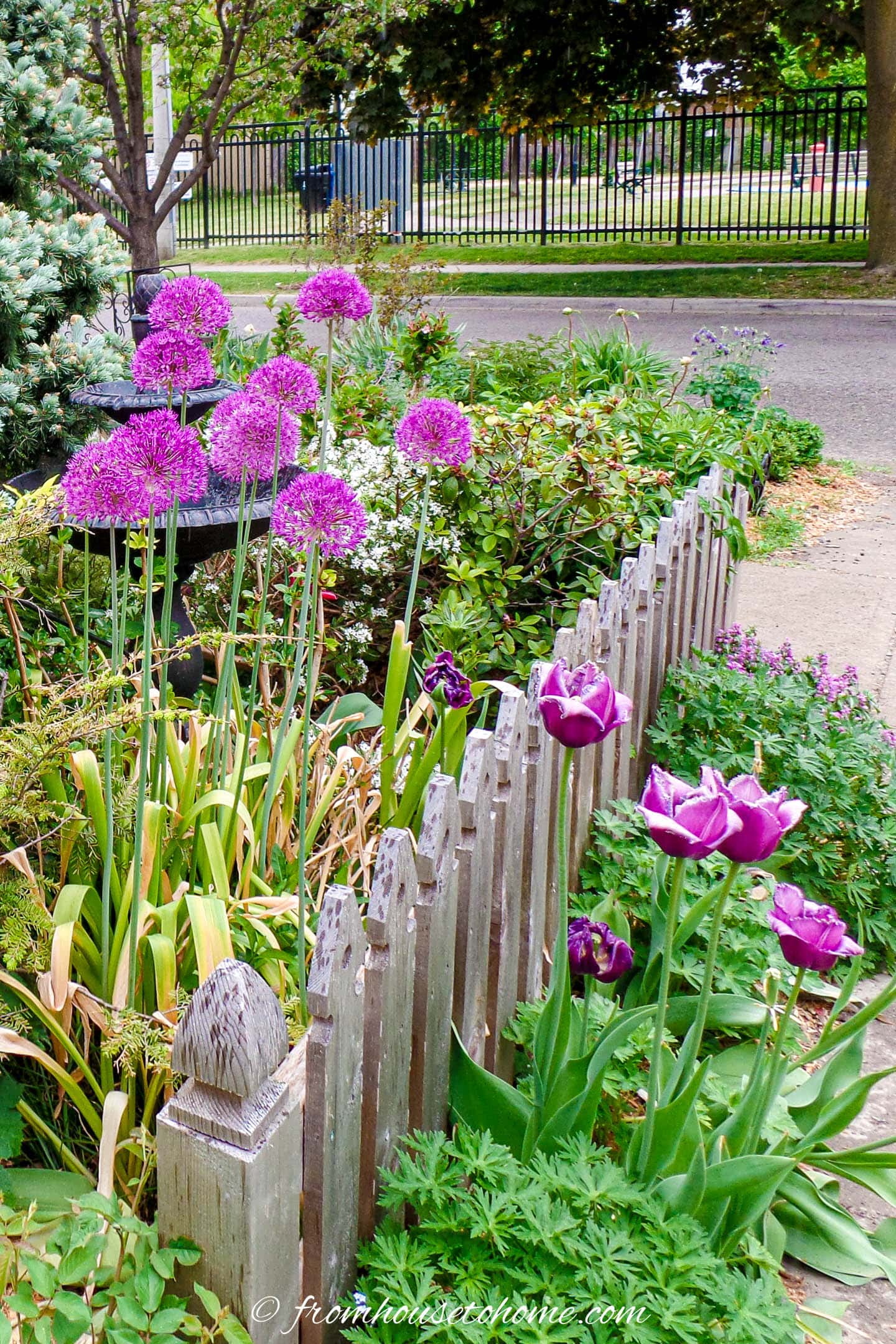 alliums and tulips growing on either side of a picket fence