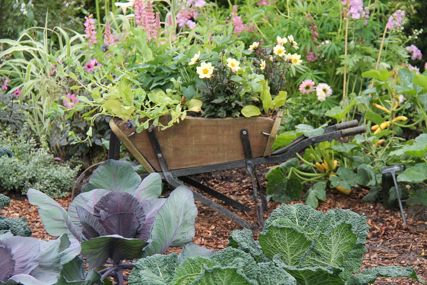 wheelbarrow planter in a cottage garden