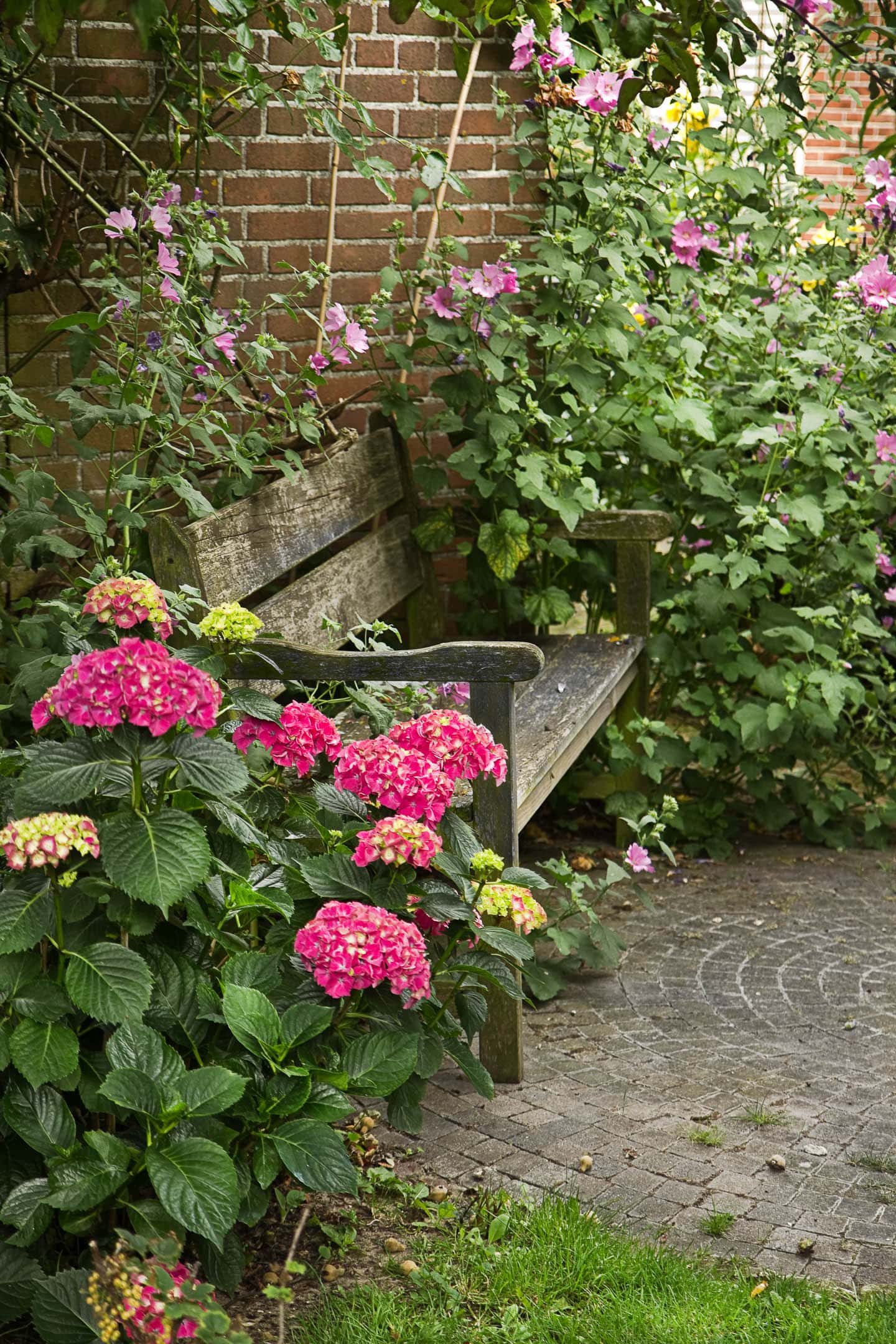 A bench on the edge of a small brick patio surrounded by roses and hydrangeas