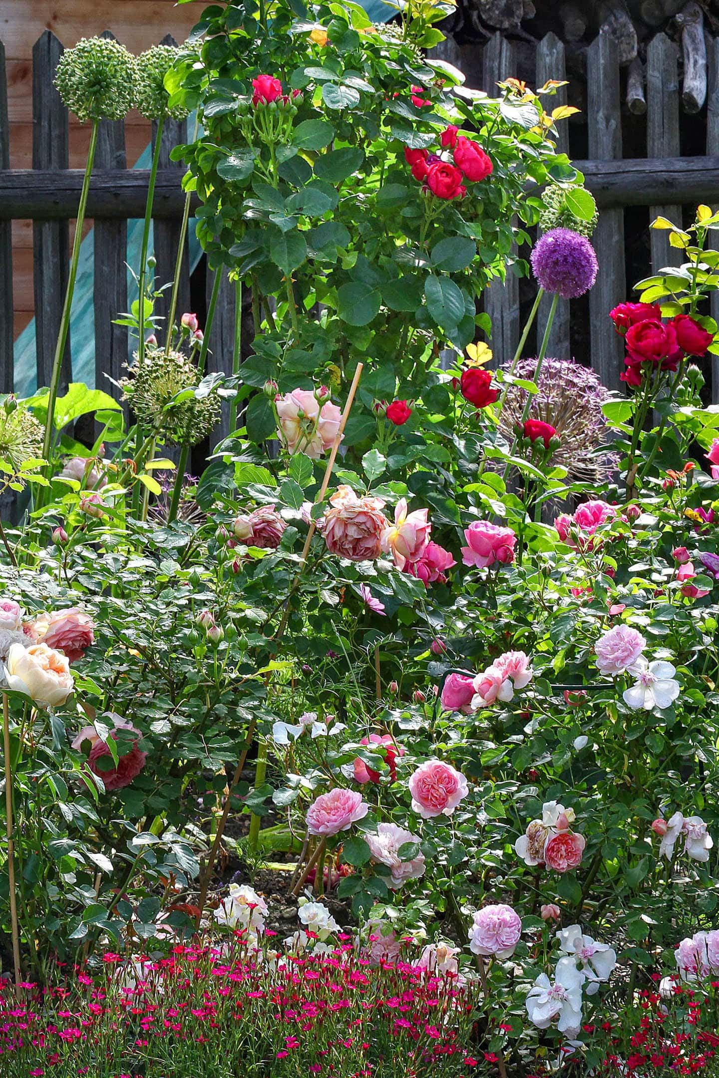 roses and alliums in a modern cottage garden