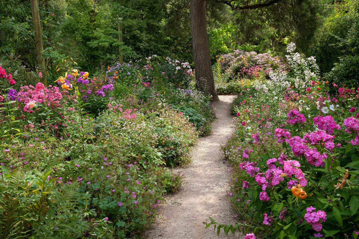 English cottage garden with a gravel path down the middle