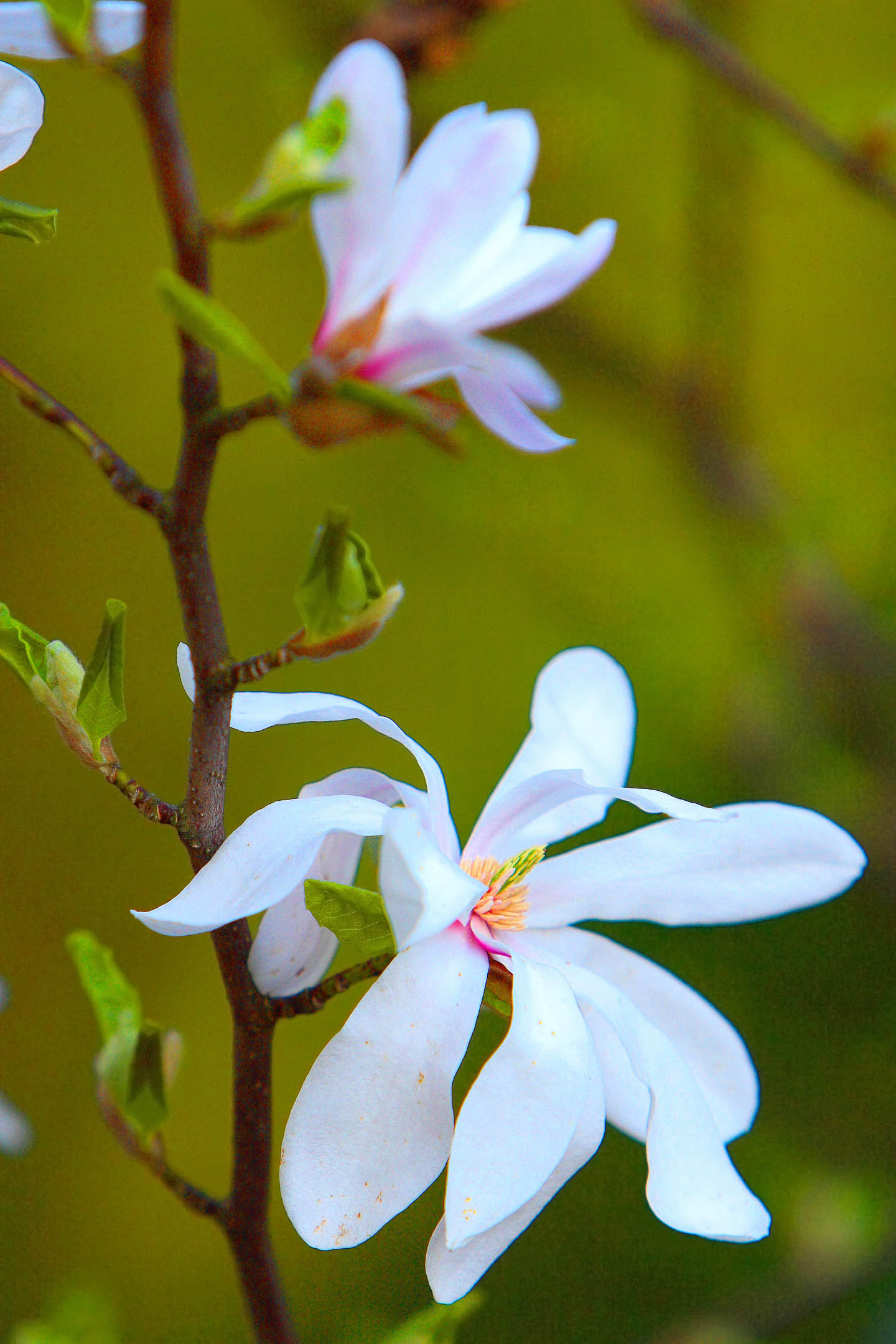 Anise Magnolia (Magnolia salicifolia) white flowers