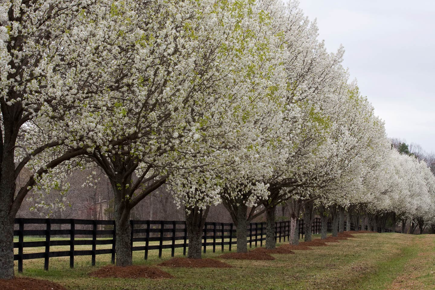 A row of Bradford pear trees in bloom in the early spring