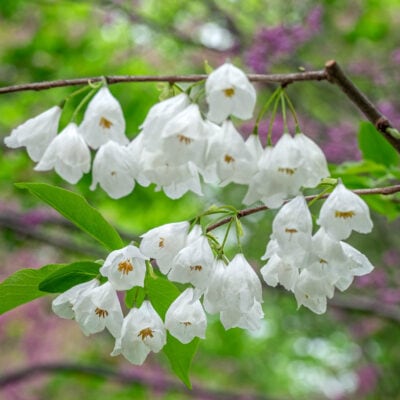 early spring white flowering trees - carolina silverbell