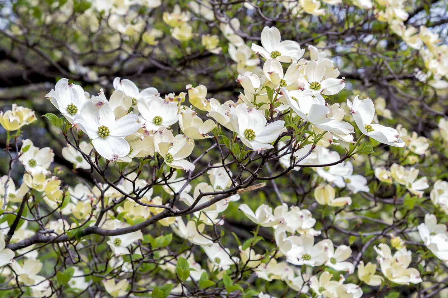 white Cornus florida flowers