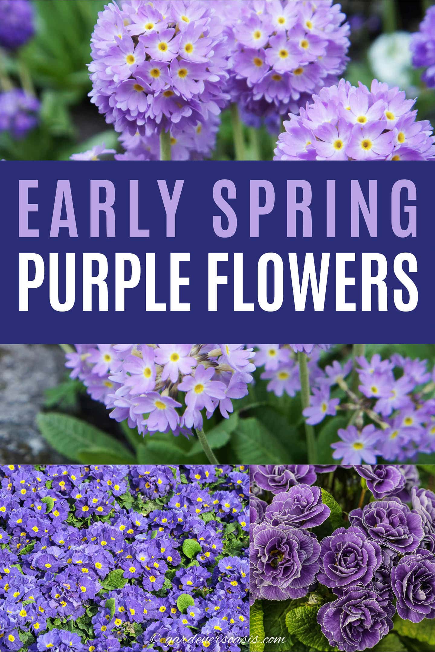 early spring purple flowers
