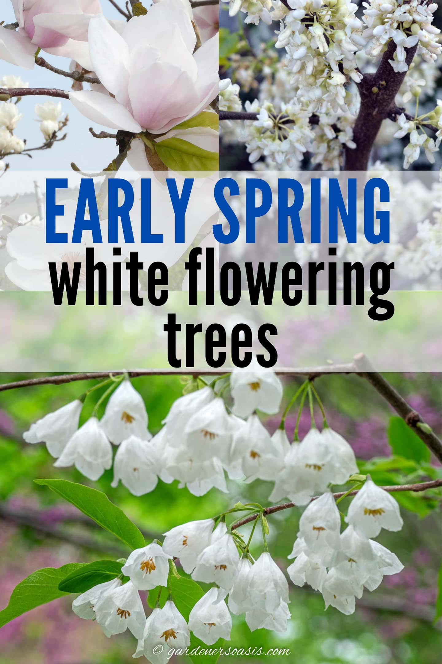 early spring white flowering trees