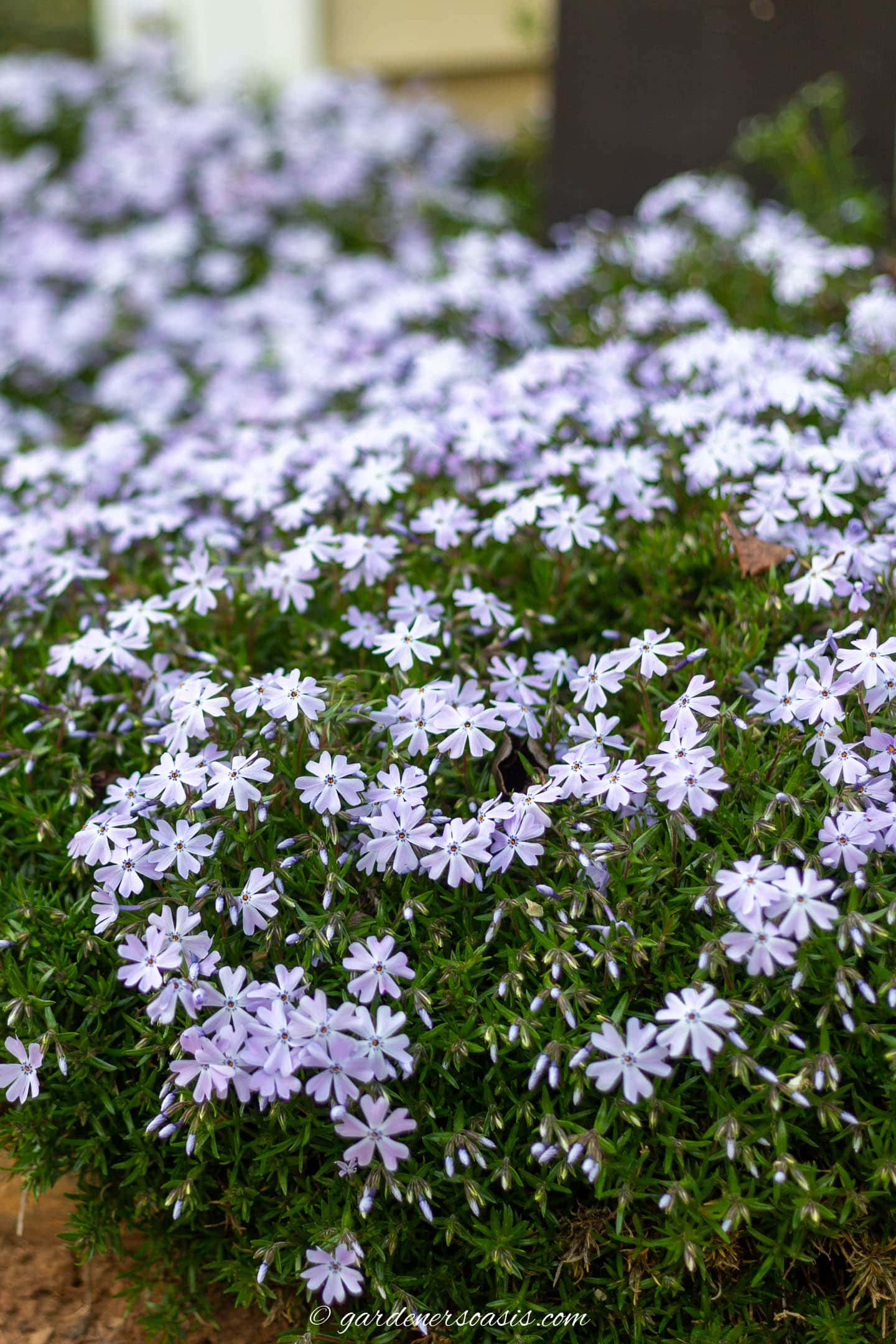 Creeping phlox ground cover with periwinkle blooms