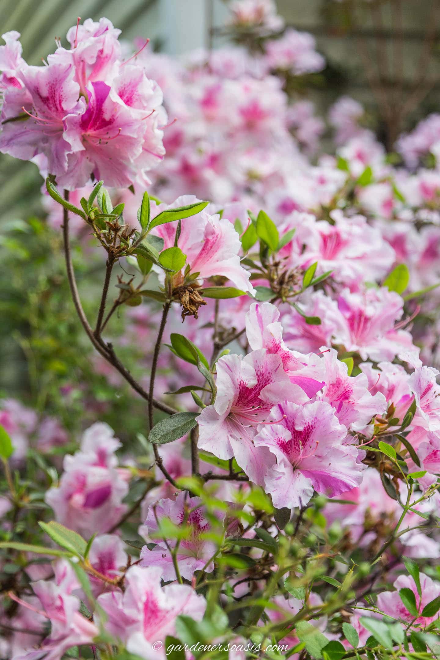 pink 'Autumn Twist' Encore Azalea flowers