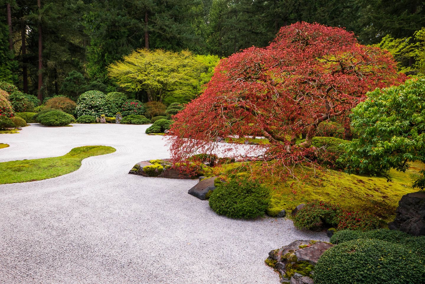 Japanese maple with evergreens around a dry river bed