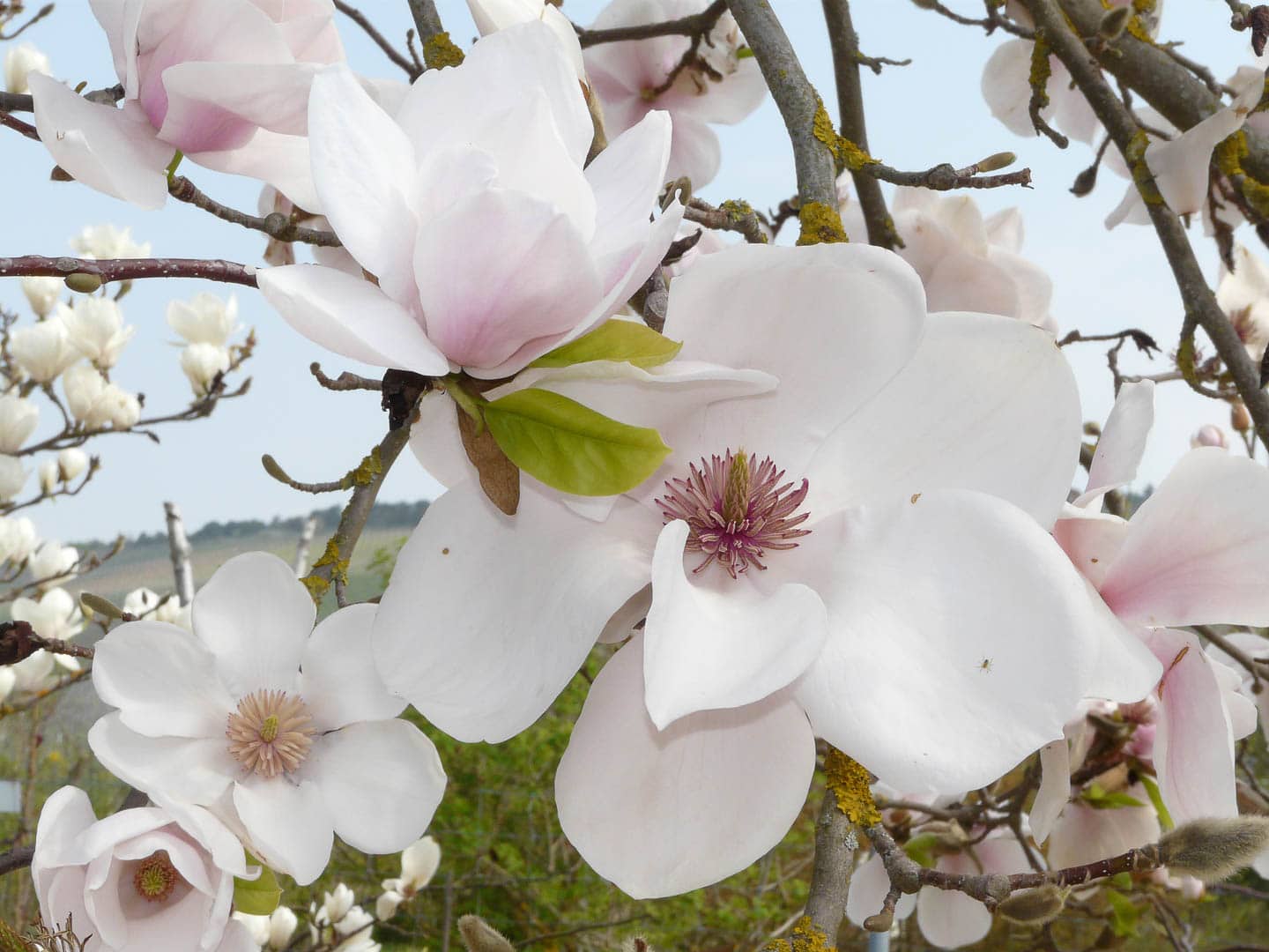 saucer magnolia with white flowers