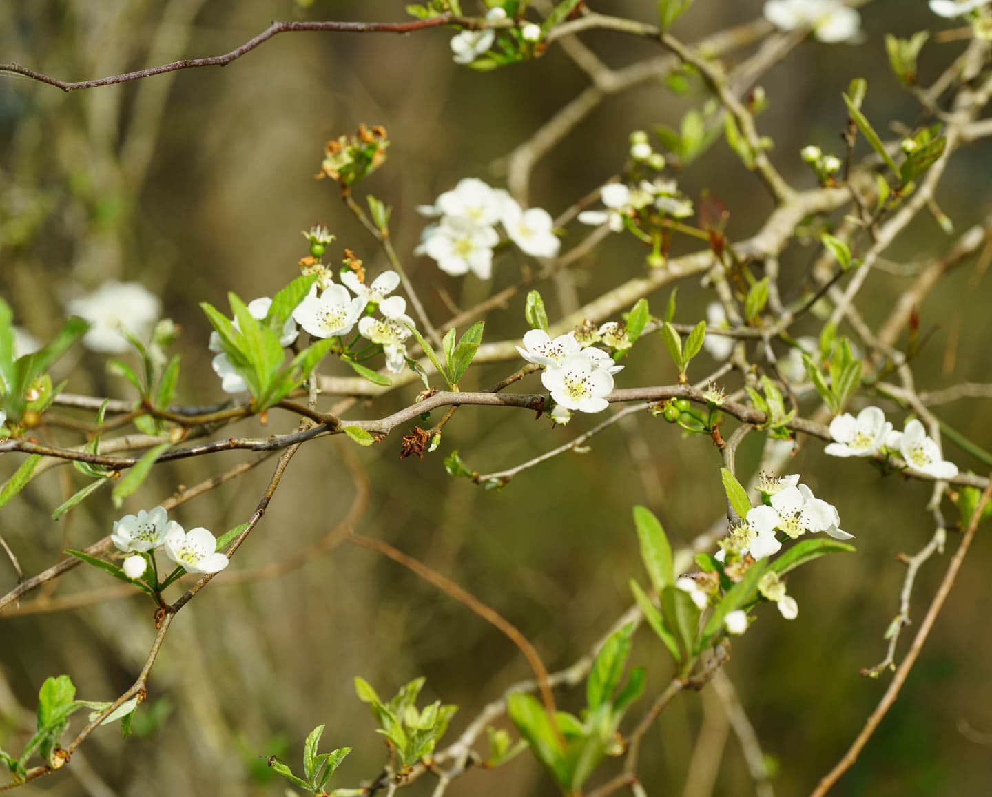 early spring white flowers on a native plum tree