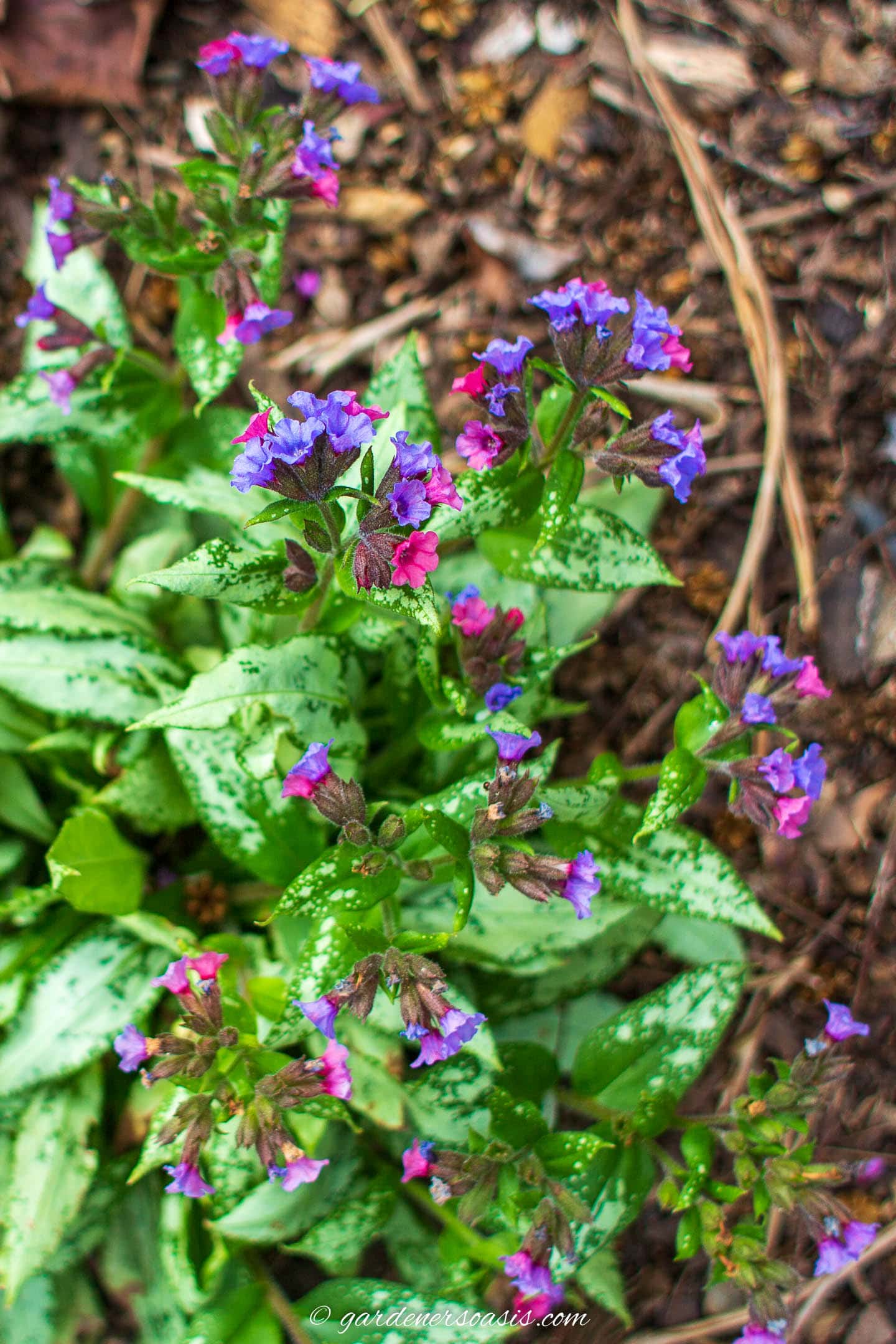 Pulmonaria with purple and pink flowers in early spring