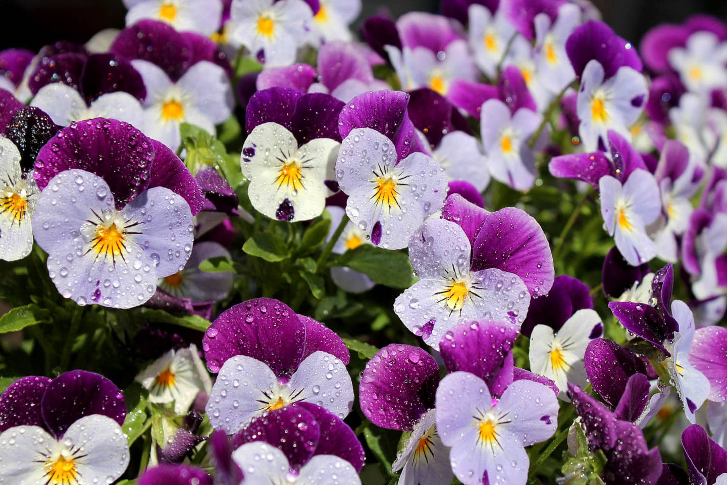 early spring purple pansy flowers